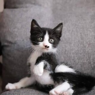 ぺんぺん♡しあわせにゃんこになりました