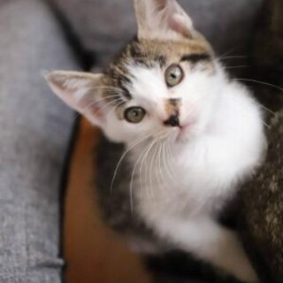 【6/19さいたま市譲渡会】KORO♡つくしの子