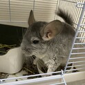 チンチラ（ブルーダイヤ），ホーランドロップイヤー