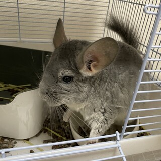 チンチラ（ブルーダイヤ），ホーランドロップイヤー