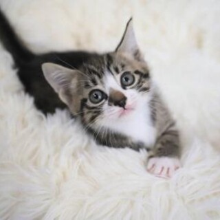 【6/19さいたま市譲渡会】ポポ♡つくしの子