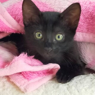 募集停止。黒猫のナナちゃん