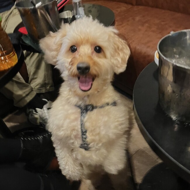 チキちきのカバー写真