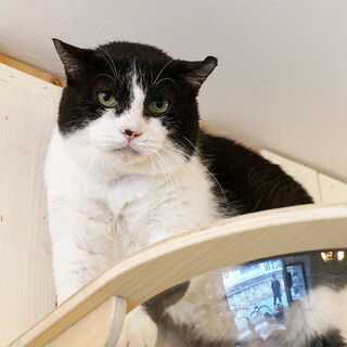 モフっとボディが魅力的な凡