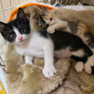 いつも一緒、1か月の仲良し兄弟☆