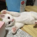 とっても甘えん坊、穏やか白子猫