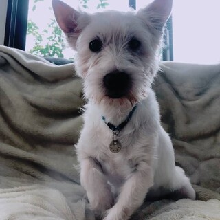 甘えん坊のウエスティ♂テリー