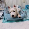 甘えん坊のウエスティ♂テリー サムネイル3