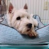 甘えん坊のウエスティ♂テリー サムネイル4
