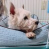 甘えん坊のウエスティ♂テリー サムネイル5
