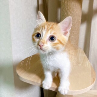 6/19西千葉ෆ⃛茶白姉妹ෆ⃛さつきちゃん