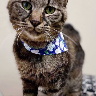 ちょっぴり人見知りな甘えん坊「ジェモくん」