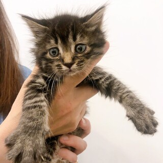 6/19西千葉ෆ⃛もけもけ子猫ෆ⃛れおくん