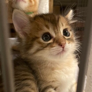 募集停止　皮毛キジトラ男子⭐️ゆう
