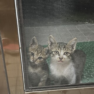 兄弟猫