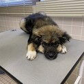 臆病だけど優しい野犬の女の子