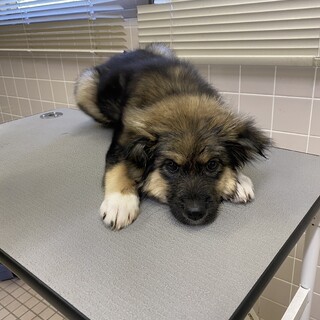 臆病だけど優しい野犬の女の子