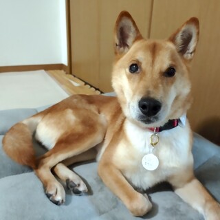 お散歩大好き、元気で甘えん坊のさっちゃん。