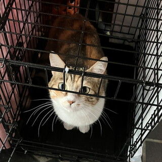 猫エイズでも、里親様の元に(*^-^*)