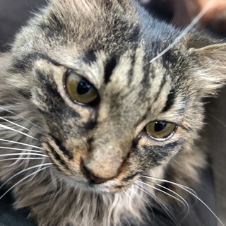 長毛猫ちゃん　メス　避妊、ワクチン済み