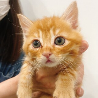 ほっこり茶トラ女子ෆ⃛なつちゃん