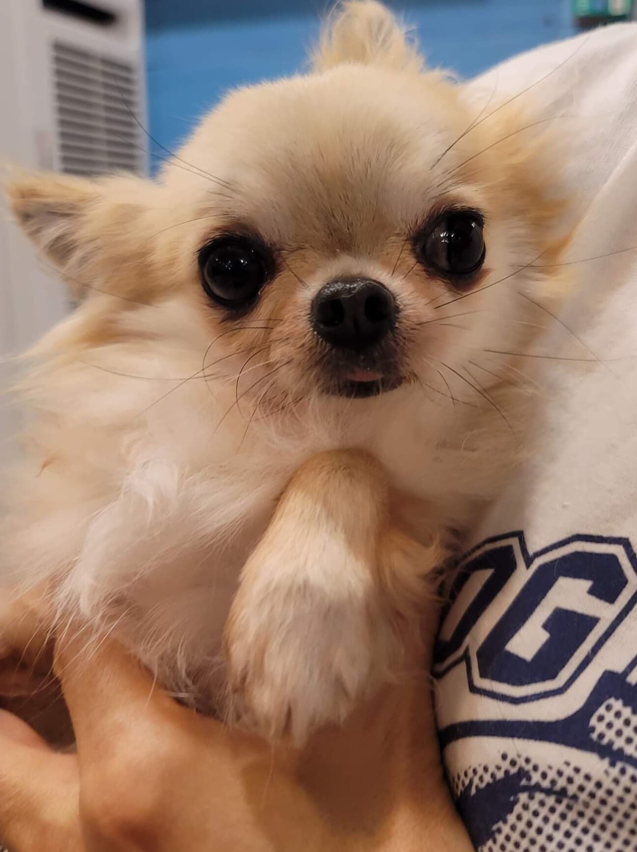 ロングコートチワワ アイ 兵庫県 犬の里親募集 ペットのおうち 月間利用者150万人