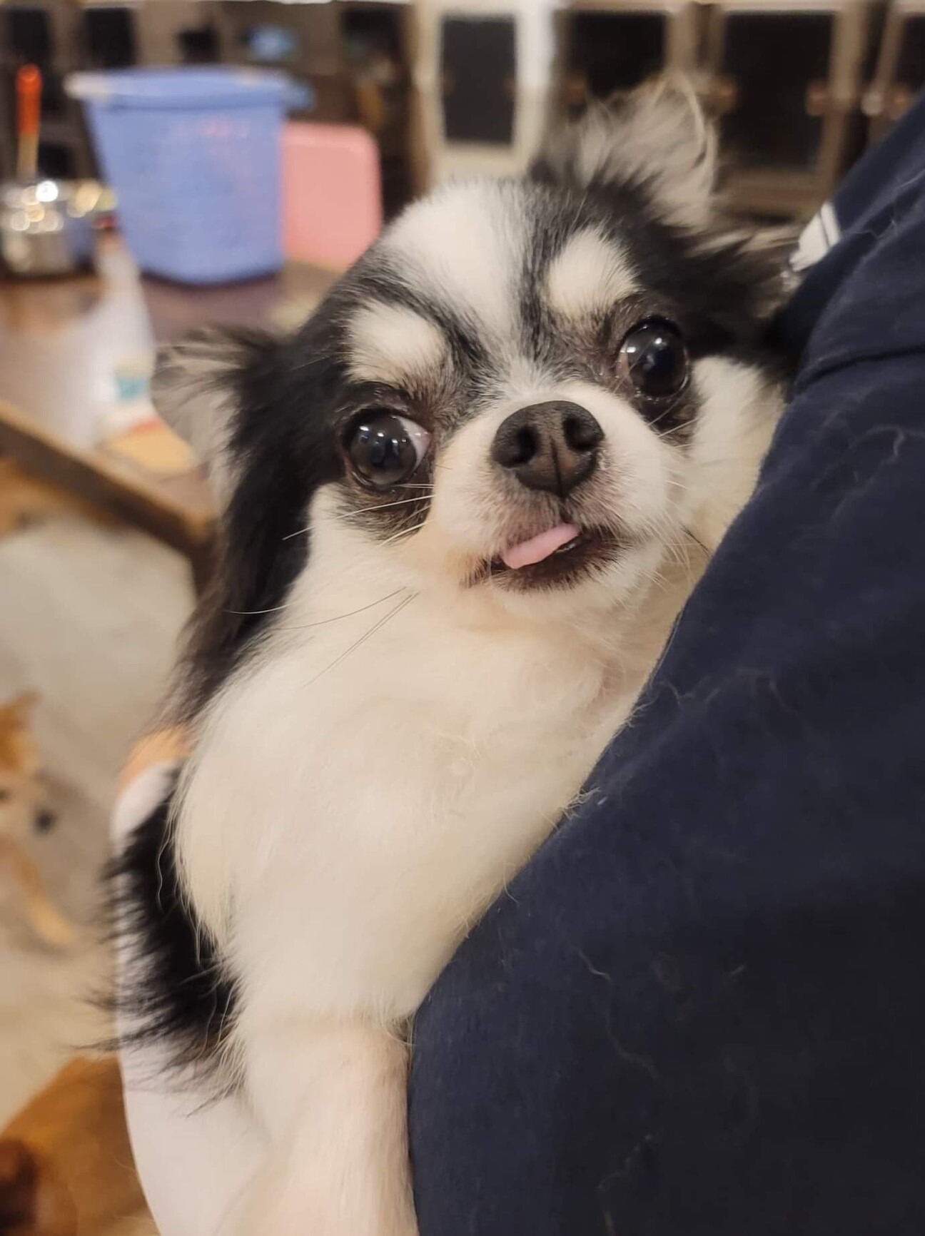 ロングコートチワワ フェ 兵庫県 犬の里親募集 ペットのおうち 月間利用者150万人