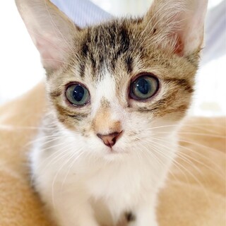 【キビナゴ】おかげさまで里親様が決まりました。