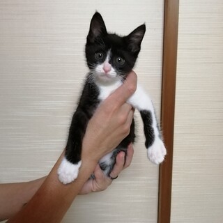 黒多めハチワレ男子