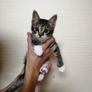 きれいなキジシロ君