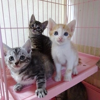 TNR現場で助かった命