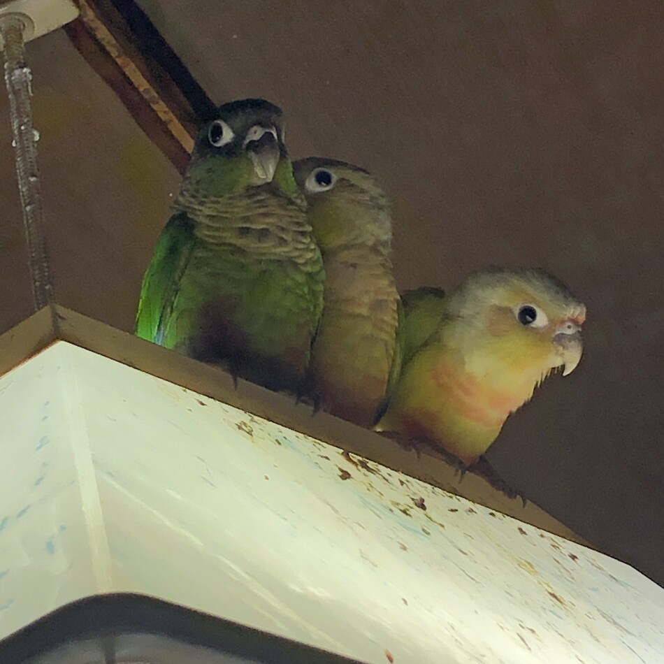 ヒマワリとキララのカバー写真