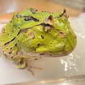ファンタジーツノガエル