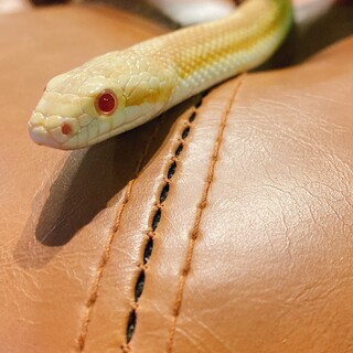 コーススネーク　バター