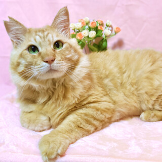 超甘えん坊♥ゴージャス長毛茶トラ『ルーク』3歳