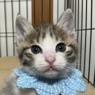 ピンクのお鼻がキュート♡ラッキーです♪