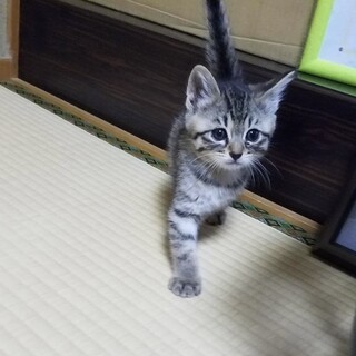 美男子キジトラくん