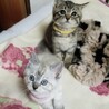 美男子キジトラくん サムネイル2