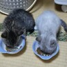 美男子キジトラくん サムネイル3