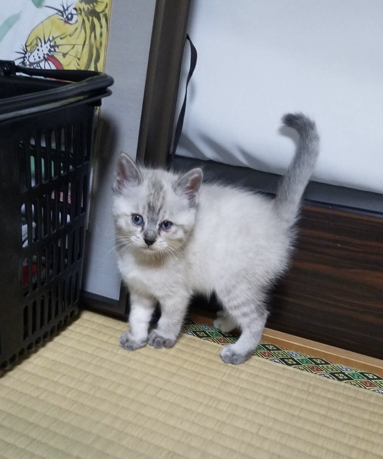 シャム系女の子♪ サムネイル1