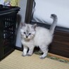シャム系女の子♪ サムネイル1