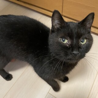 とっっても甘えん坊の黒猫の女の子♪