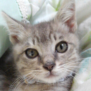 【島根県奥出雲町より】子猫の飼い主さん募集