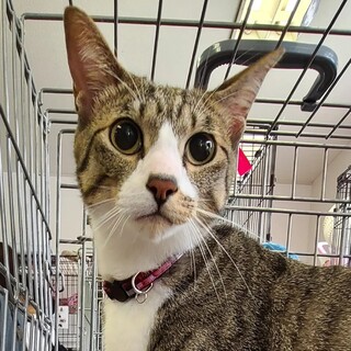 スリムな甘々♡ハンサムボーイ　コテツ♂