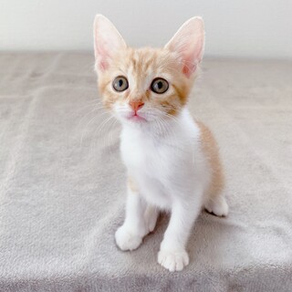 茶白仔猫　エーゲちゃん 里親様募集