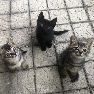 仔猫3匹の里親さん募集
