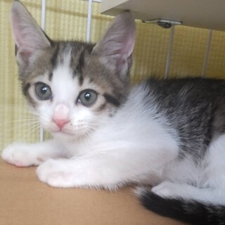 タレ目の可愛いキジシロ子猫