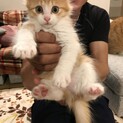 長毛ハチワレくん【トライアル決まりました】