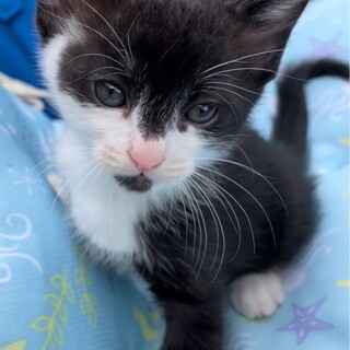 好奇心旺盛！おてんばガール