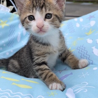 穏やかな陽だまりガール